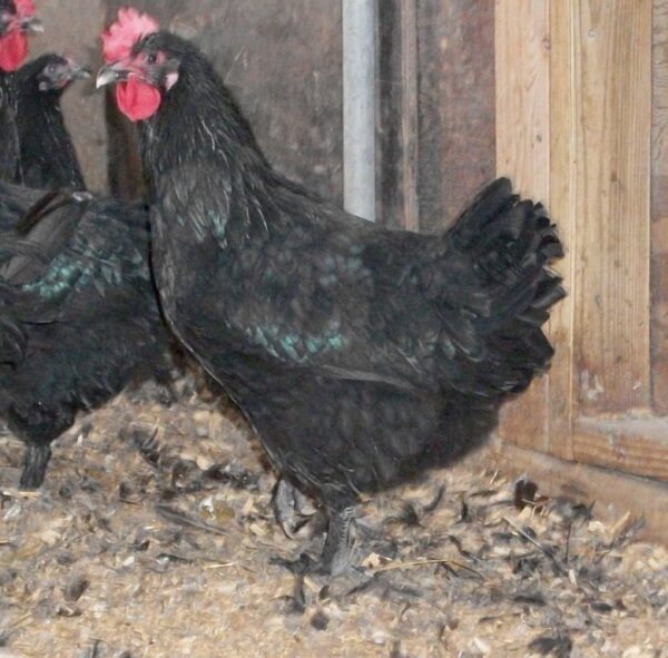 French Black Marans