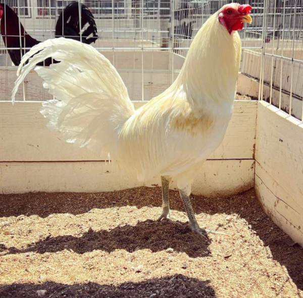 White Kelso rooster
