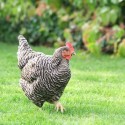 Barred Plymouth Rock - Image 3