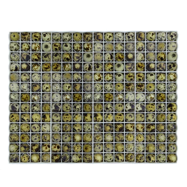 Egg Setter Tray - Quail - 208 Eggs - Image 2