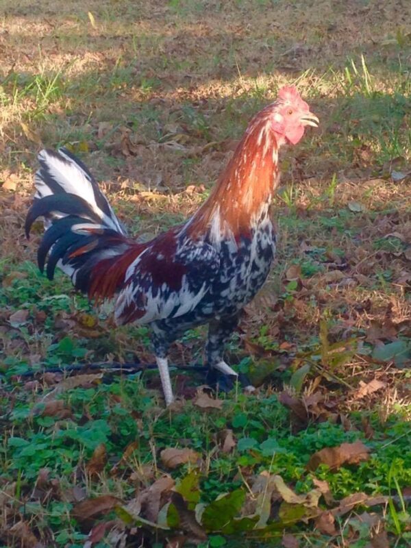 Dark Hatch Cock For Sale - Image 4
