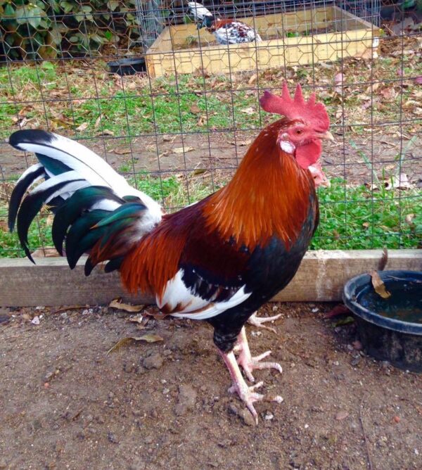 Dark Hatch Cock For Sale - Image 2