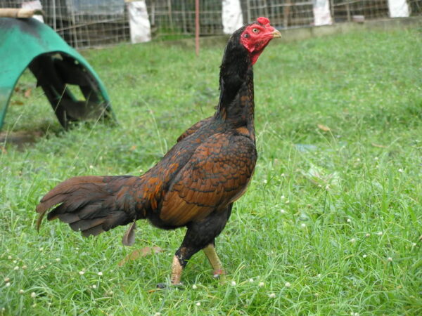 Asil Gamefowl(Hen) - Image 3