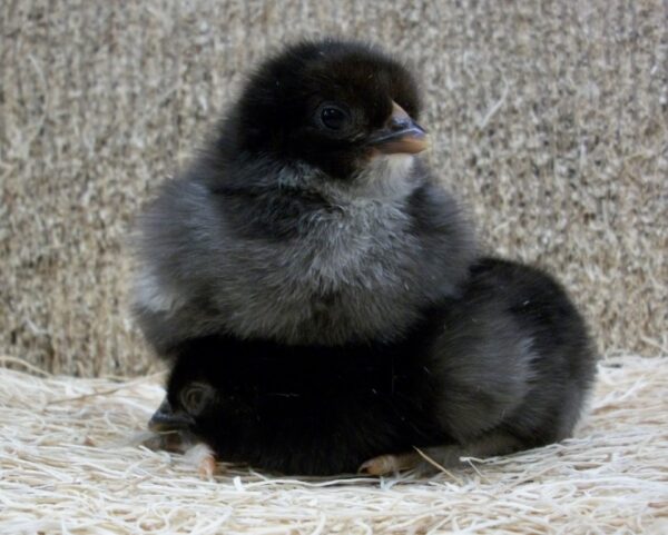 French Black Copper Marans Chicks