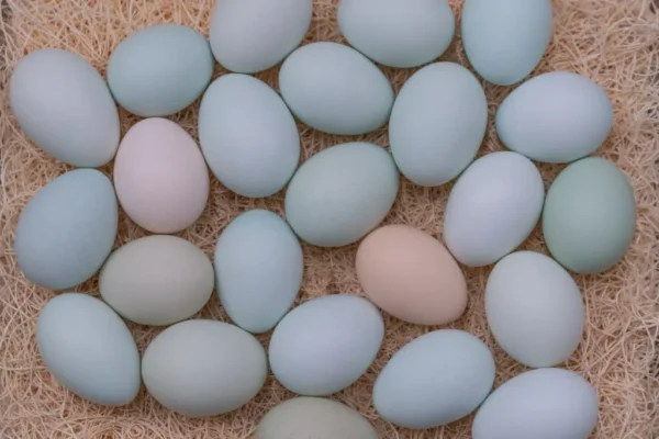 Easter Egger Hatching Eggs