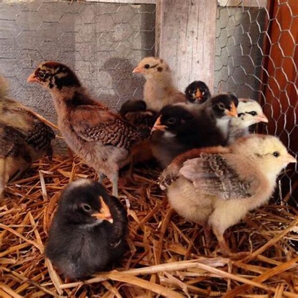 Asil Chicks