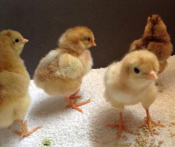 Sumatra chicks - Image 3