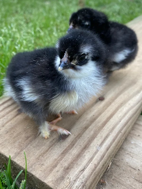 French Black Copper Marans Chicks - Image 2