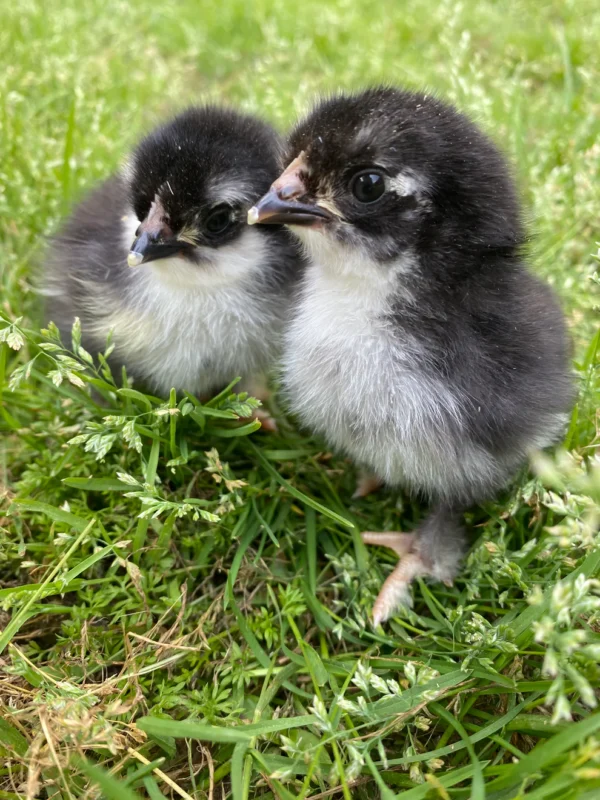 French Black Copper Marans Chicks - Image 3