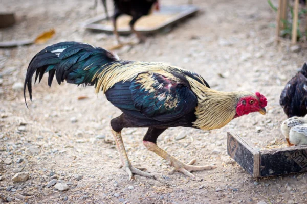 Thia Gaming Fowl - Image 2