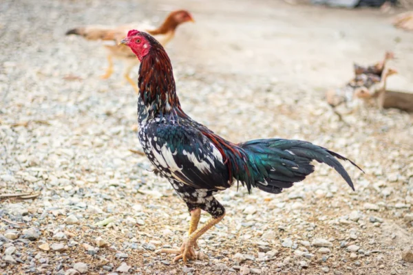 Thia Gaming Fowl - Image 3